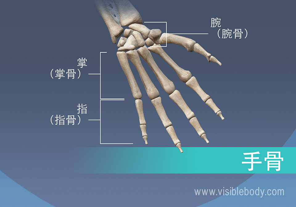 手的骨骼，掌骨、近节、中节和远节指骨